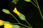 Common nipplewort